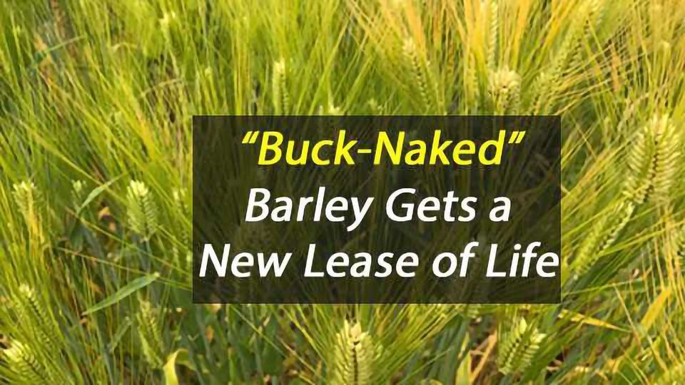 "BuckNaked" Barley Gets New Lease of Life Technology Networks