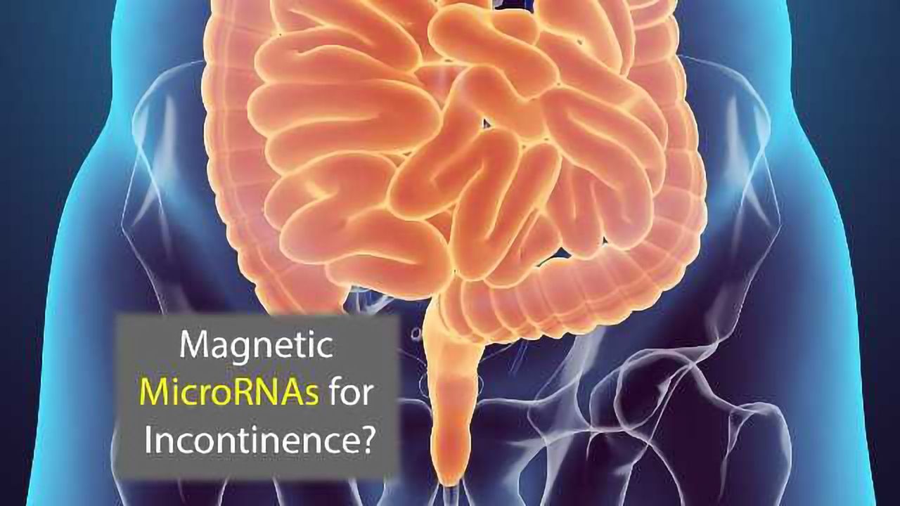 Magnetic MicroRNAs Could Help Treat Incontinence