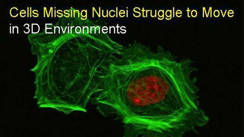 Cells Missing Nuclei Struggle to Move in 3D Environments