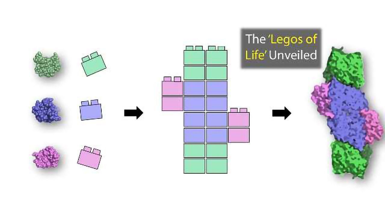 The Legos of Life: Primordial Proteins Unveiled