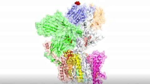 Potential Drug Target: Cryo-EM Uncovers Protein Modifying Complex