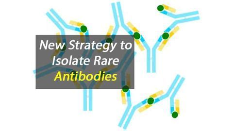 New Rare Antibody Isolation Strategy