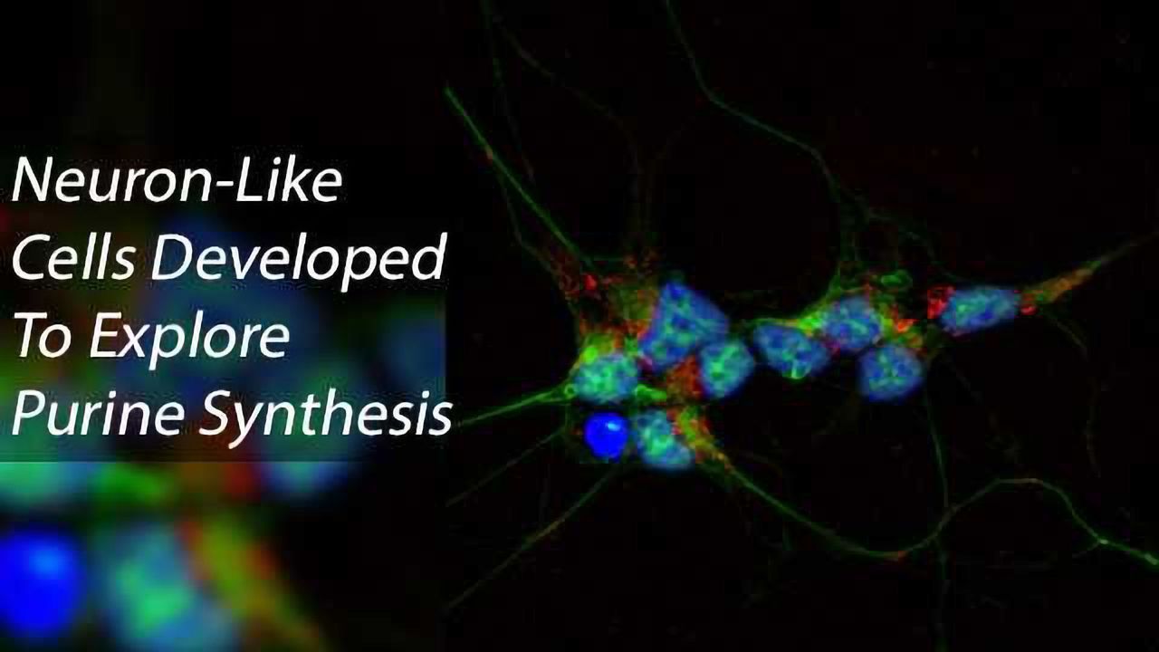 Purine Synthesis in Neuron-Like Cells Investigated