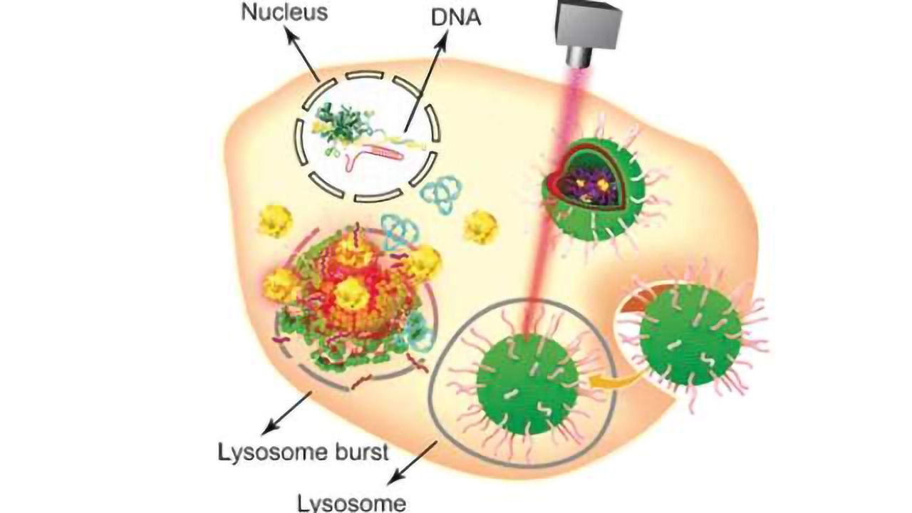 Multifunctional Vehicle Transports CRISPR-Cas9 system to Tumor Cell Genome