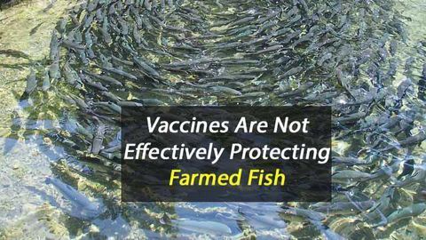 Vaccines Are Not Protecting Farmed Fish From Disease