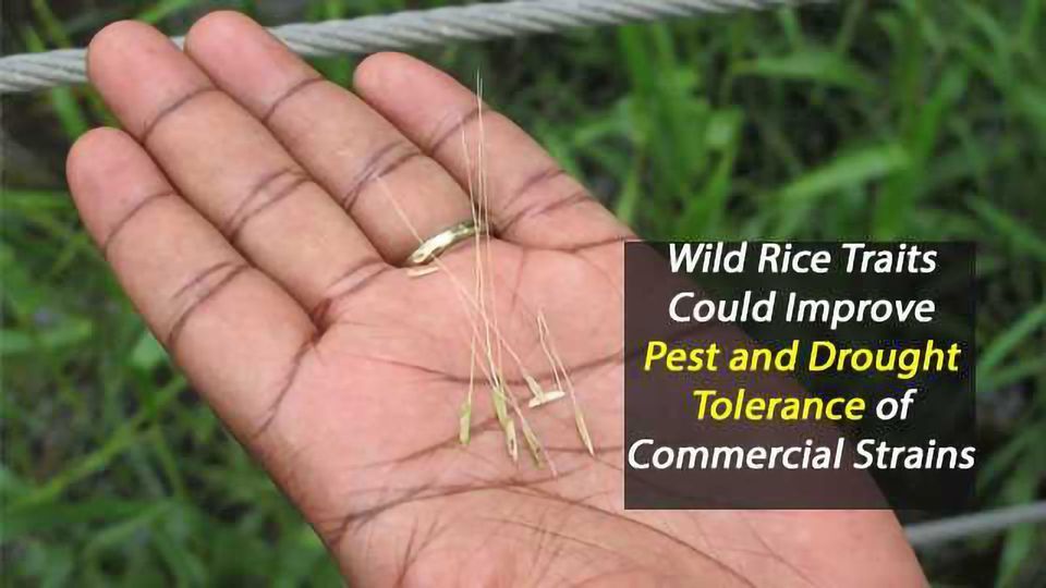 Hardiness of Wild Rice Could Assist Commercial Rice Growers