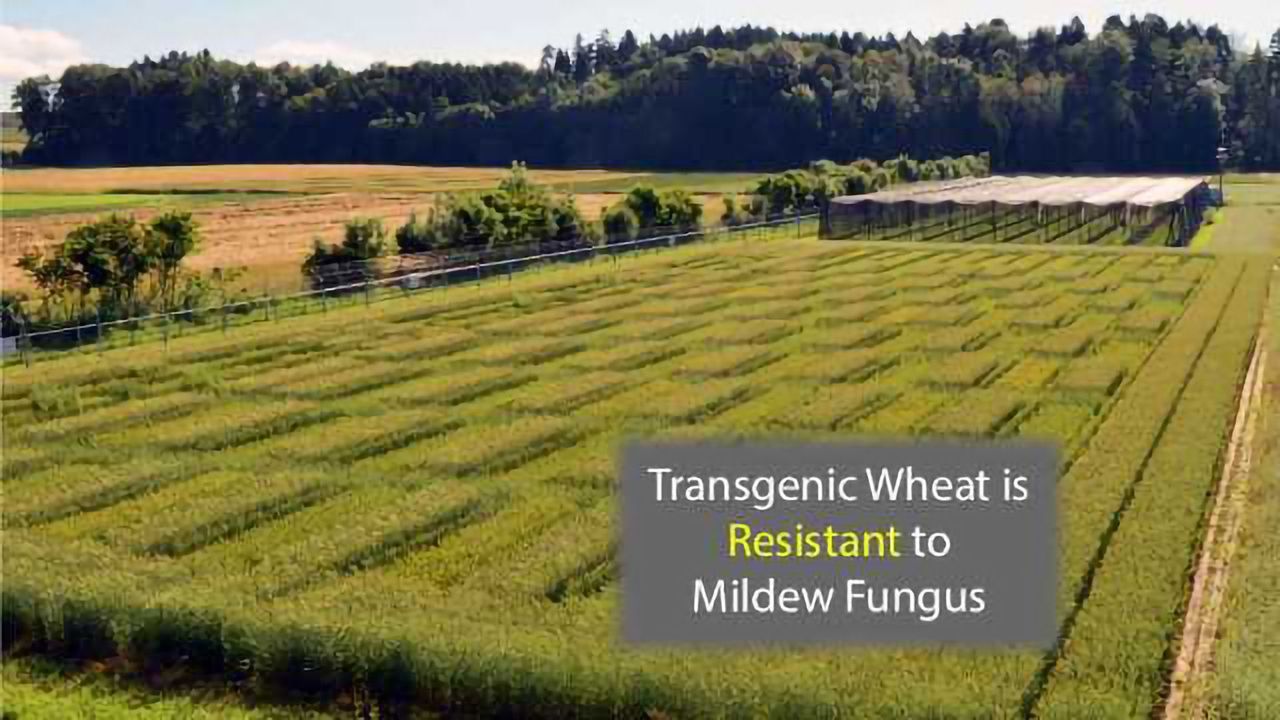 Extra-Resistant Wheat is Created From New Gene Combination