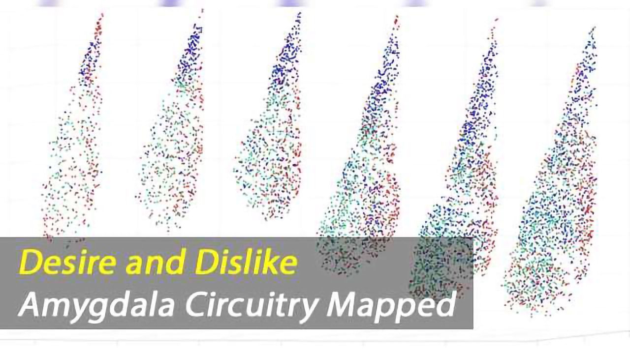 Valence Mapped: Brain study reveals roots of desire and dislike in the amygdala