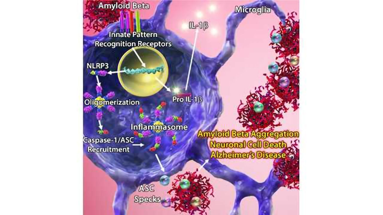 BioLegend Takes a Look at ASC Specks
