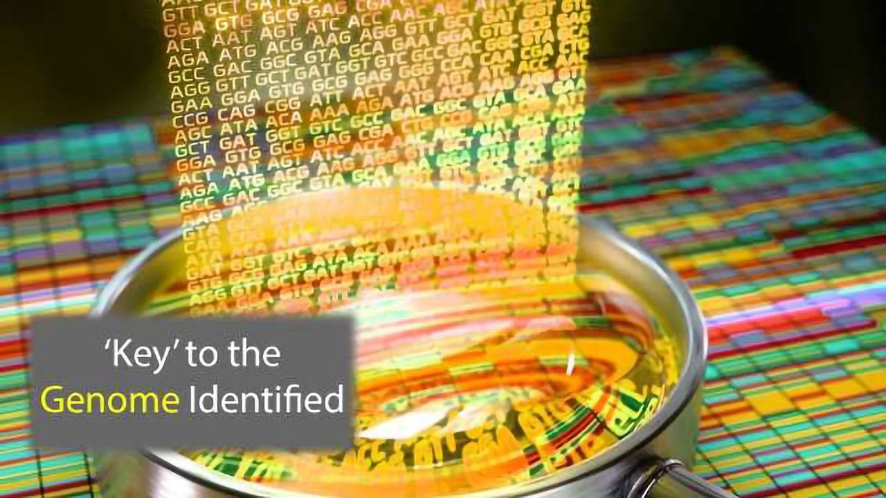 Protein Key That Opens a Closed Genome Discovered