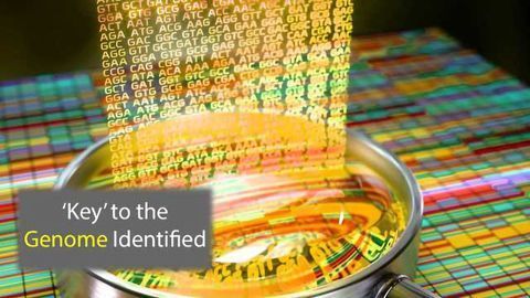 Protein Key That Opens a Closed Genome Discovered