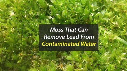 Moss that Removes Lead Contamination From Water