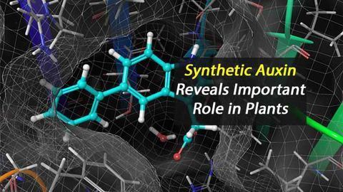 Synthetic Auxin Reveals Importance In Plants