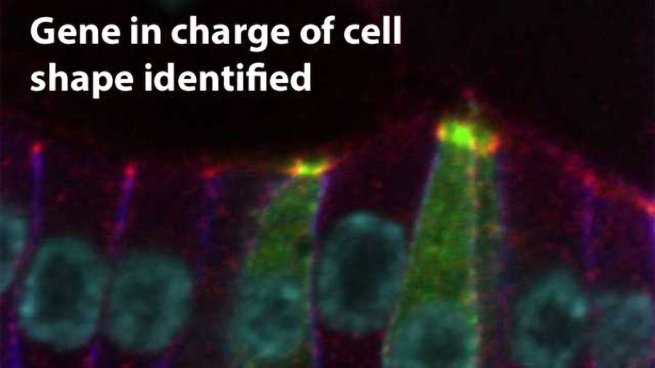 Function of Protein “Smallish” Unraveled