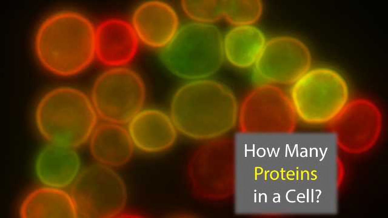 42: The Answer to Life, the Universe and... the Number of Proteins in a Cell?