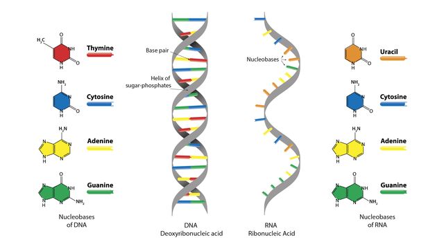 structure of dna labeled