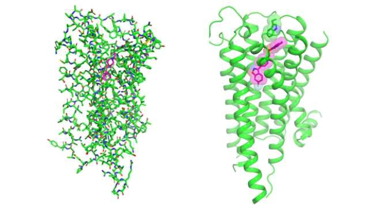 Crystal Structure of Dopamine 2 Receptor Could Lead to Better Antipsychotic Drugs