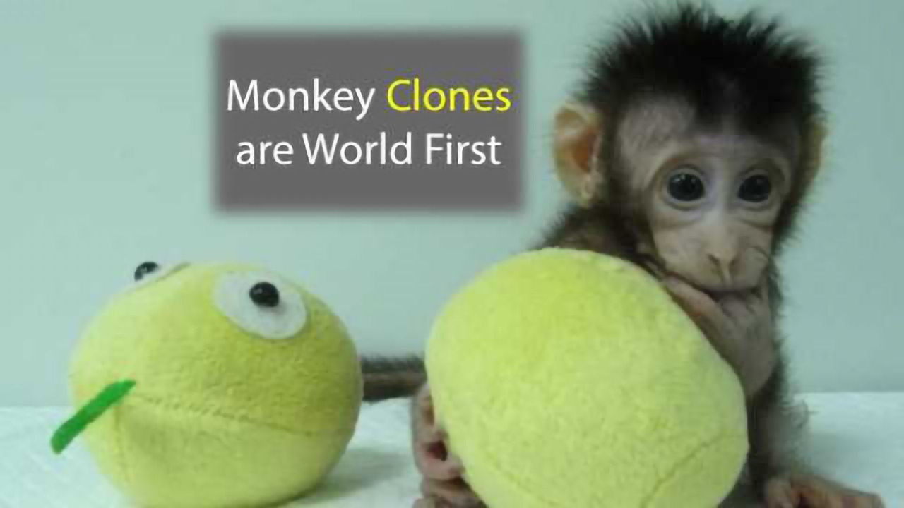 Monkey Clones Created Using Dolly Technique are a World First