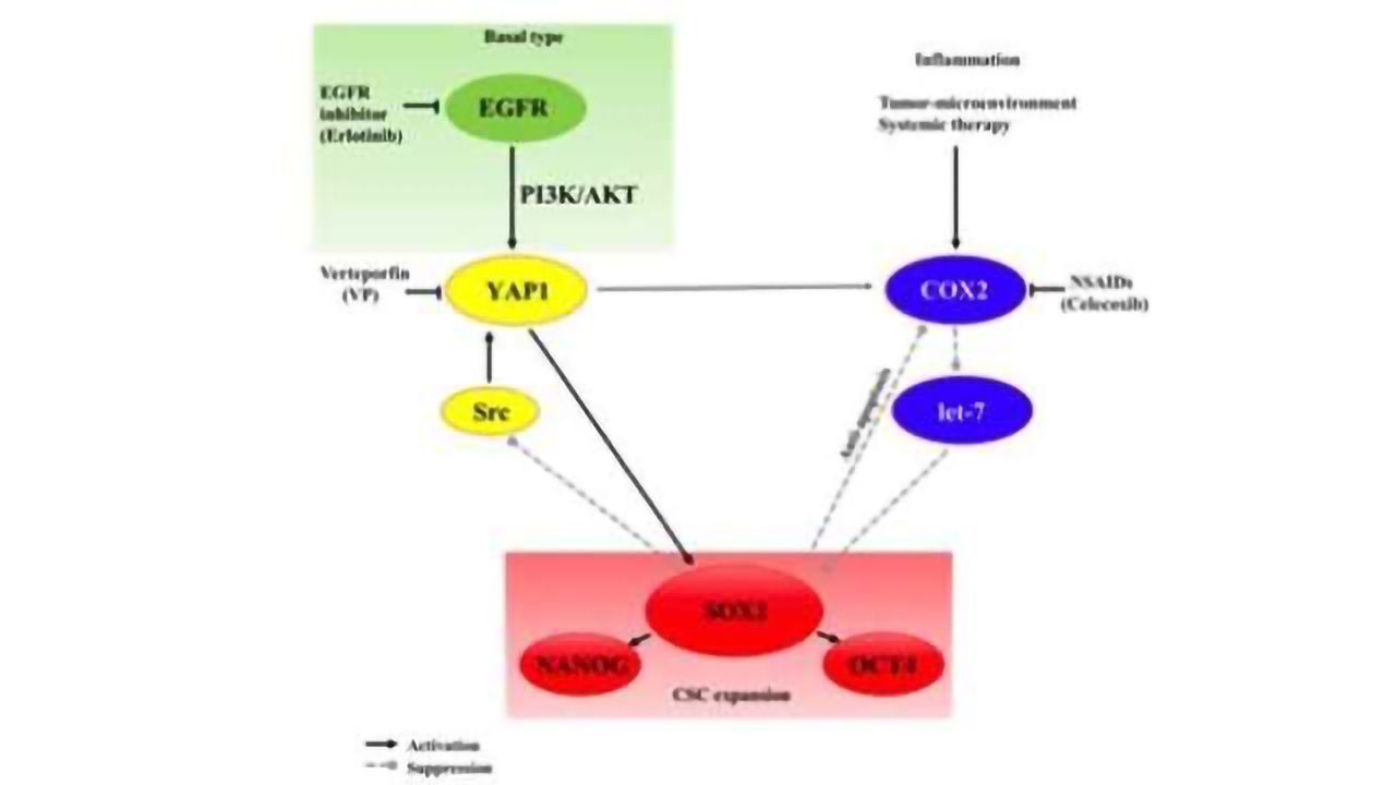 Potential Cancer Targets: Two Proteins Pivotal to Maintaining Cancer Stem Cells