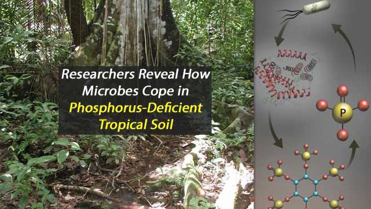 Multi-pronged Analysis Uncovers How Microbes Survive in Phosphorus-Poor Environments