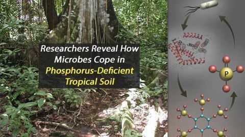 Multi-pronged Analysis Uncovers How Microbes Survive in Phosphorus-Poor Environments