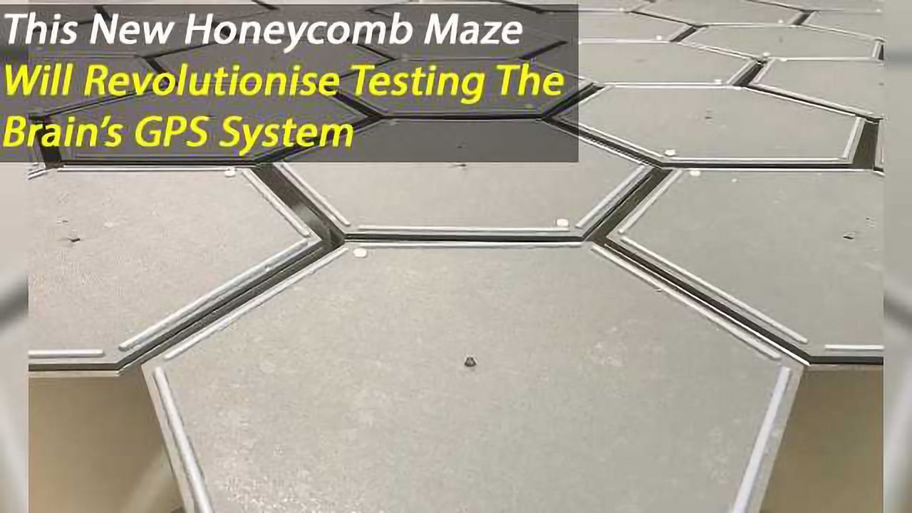 Honeycomb Maze: Novel test to study hippocampal-dependent spatial navigation