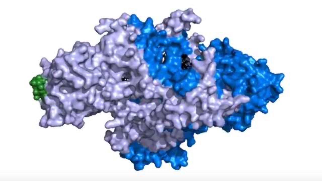 Watch: Atomic Structure of Telomerase Gives Insight into Cell Life and Death