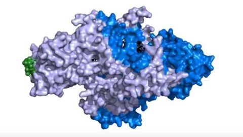 Watch: Atomic Structure of Telomerase Gives Insight into Cell Life and Death