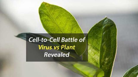 Virus-Plant Battle Revealed at Cell Level
