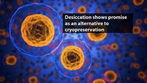 Desiccation Could Provide More Convenient Method of Cell Preservation