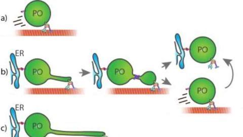 New Insights into Membrane Dynamics in Human Cells Revealed