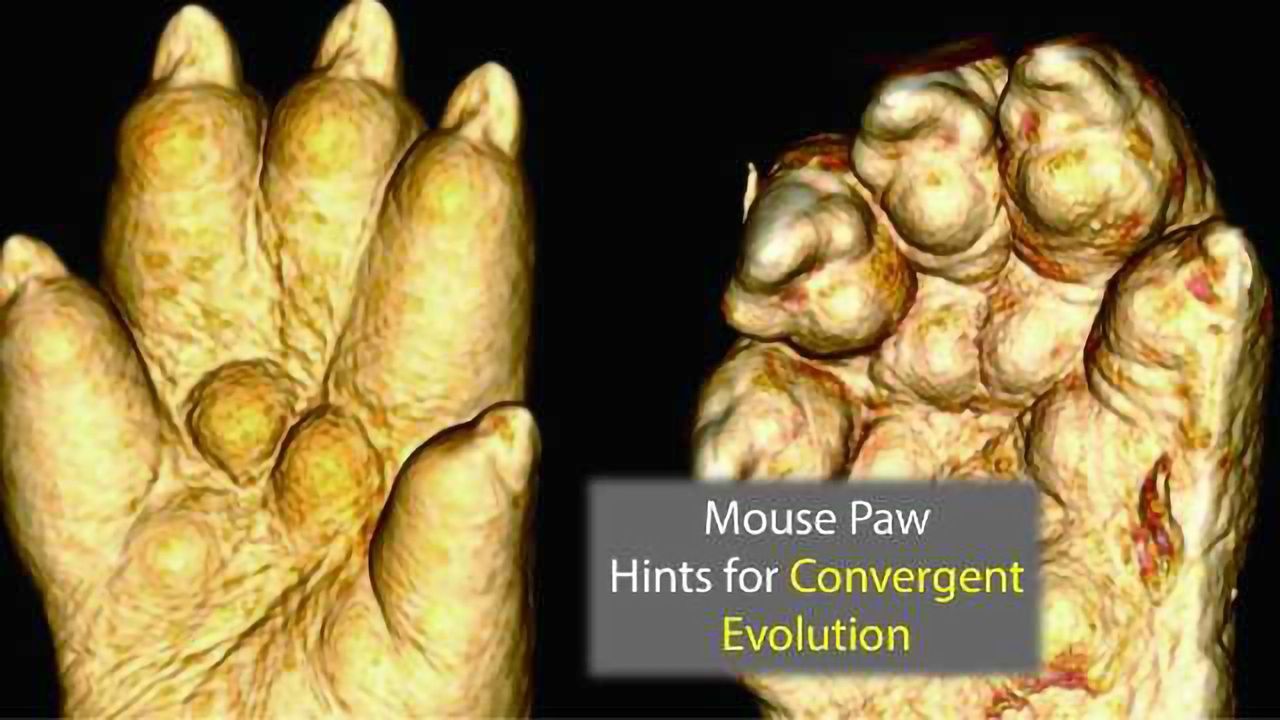 Hammer Toe Mice Genes Highlight Evolutionary Adaptations