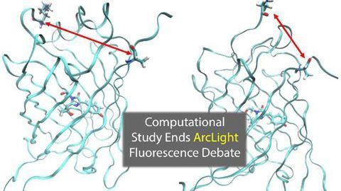 Computational Study Ends Debate Over ArcLight's Fluorescence