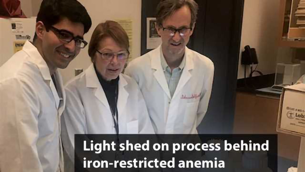 Process Underlying Production of Oxygen-carrying Red Blood Cells Discovered