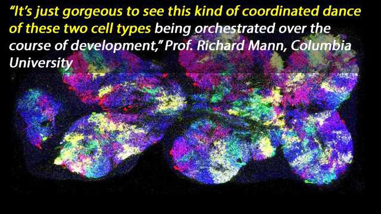 Stem Cells That Build a Fly's Nervous System Found, Implications for Human Disease