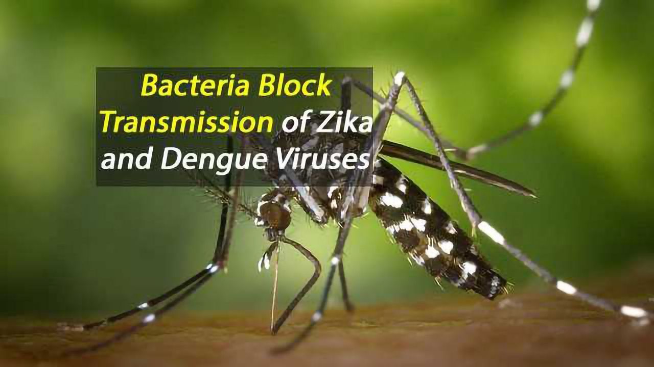 Bacteria Block Transmission of Zika and Dengue Viruses