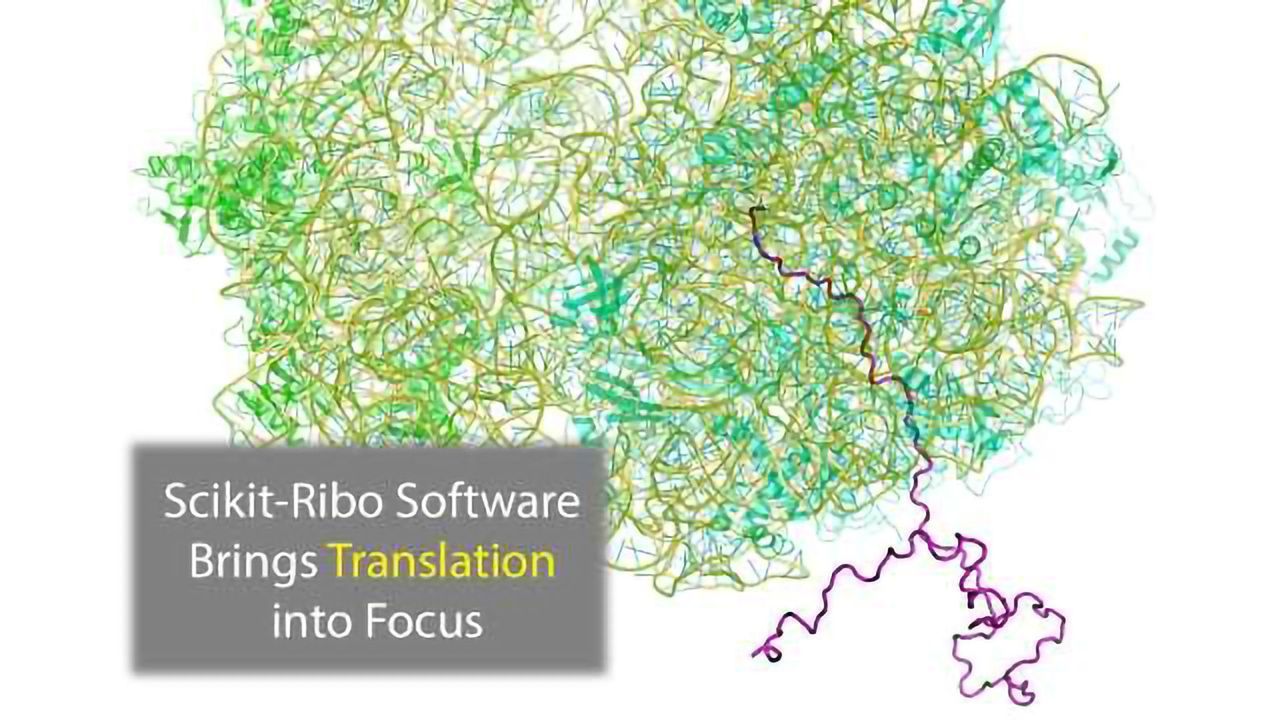 Scikit-ribo Software Brings Protein Translation Into Codon-Level Focus