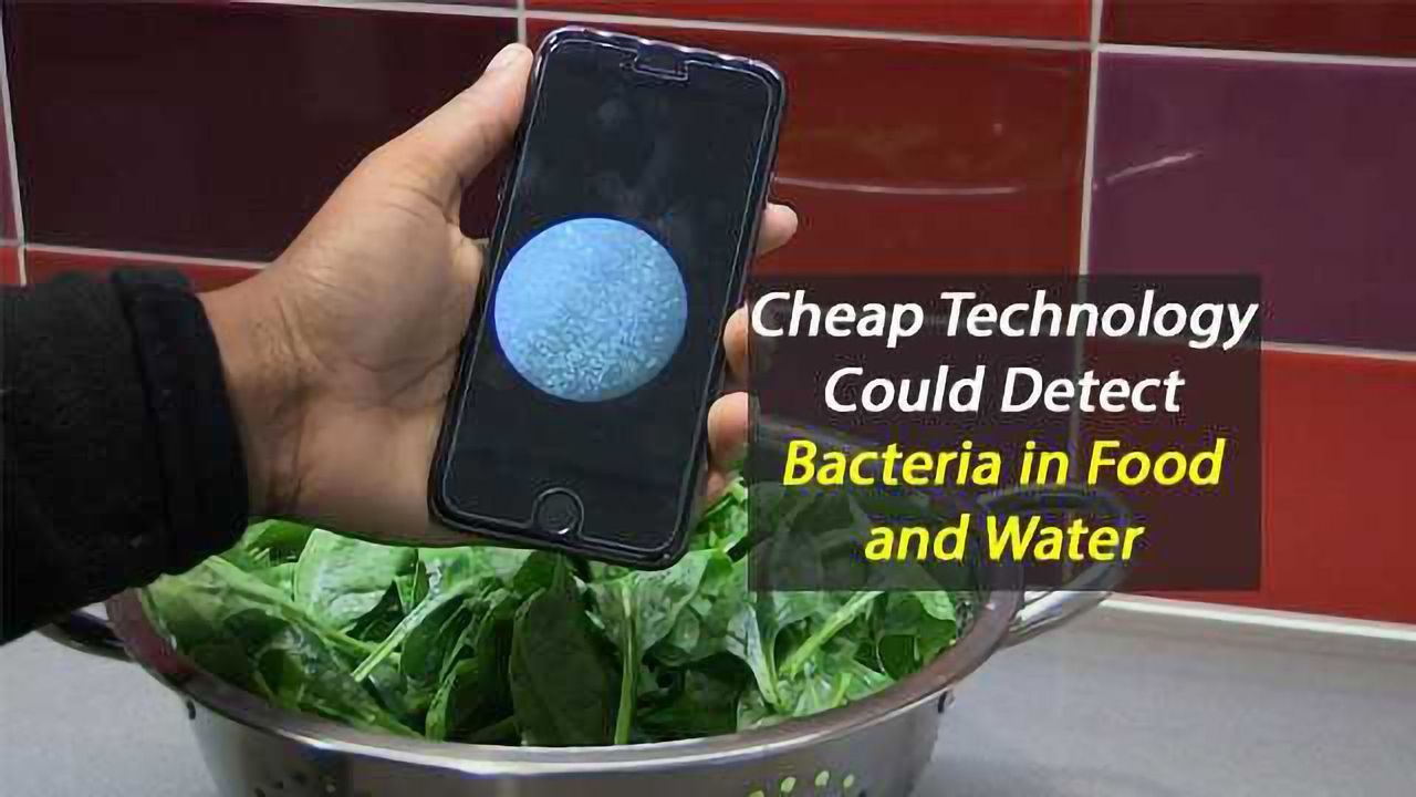 Low Cost Chip to Detect Bacteria in Food and Water