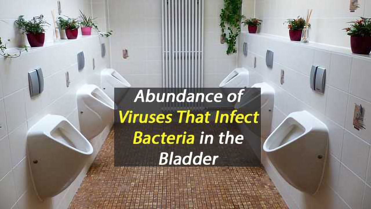 A Natural Alternative to Antibiotics Living in Your Bladder?