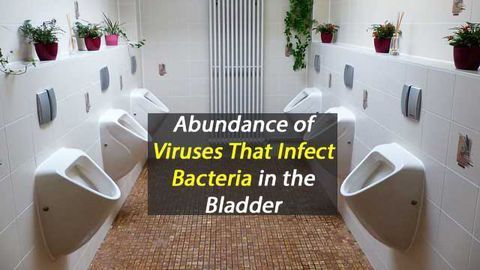 A Natural Alternative to Antibiotics Living in Your Bladder?