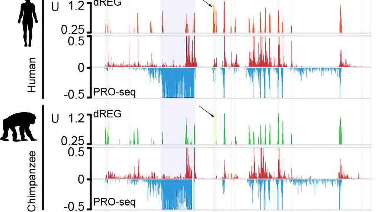 Primate Promoters: Sequencing Reveals How Our DNA Regulation Differs From Apes’