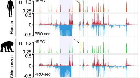 Primate Promoters: Sequencing Reveals How Our DNA Regulation Differs From Apes’