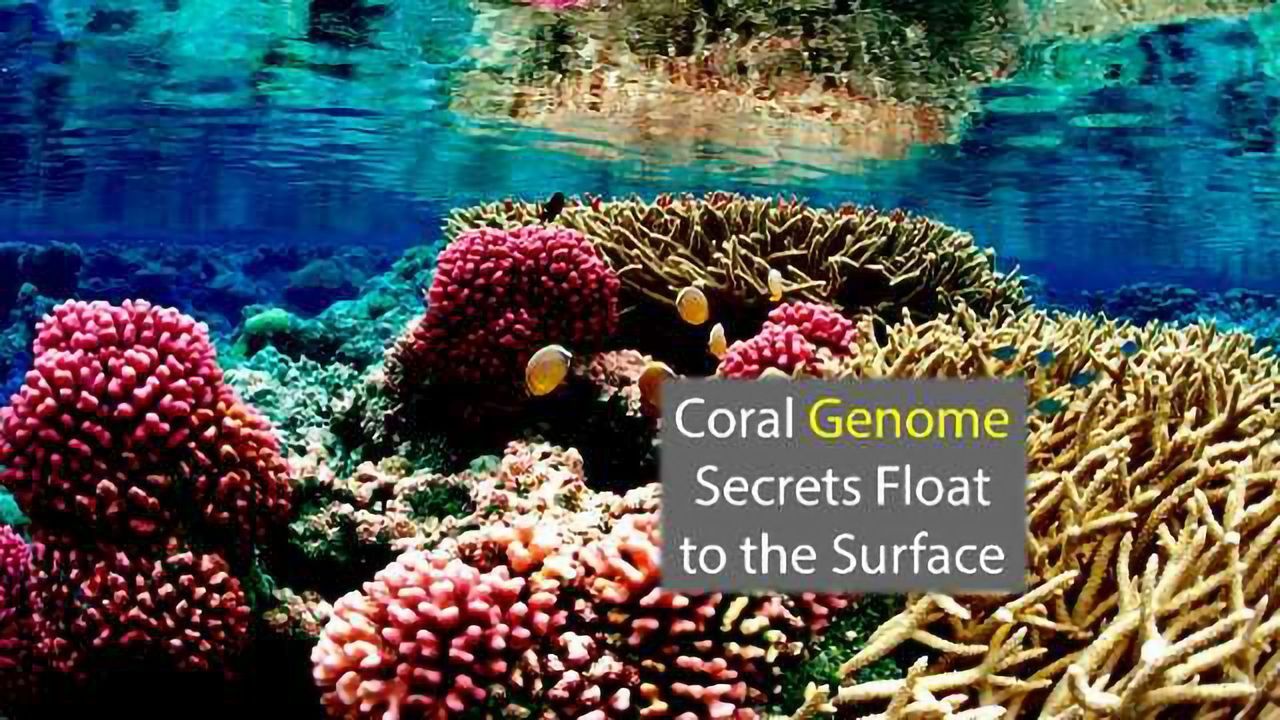 Coral Genome Sequencing Identifies Evolutionary Differences
