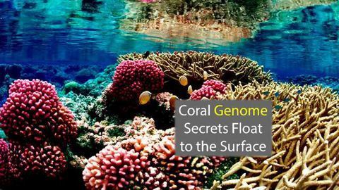 Coral Genome Sequencing Identifies Evolutionary Differences