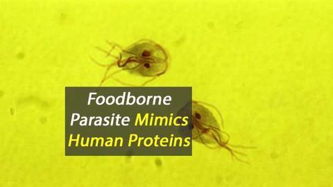 Parasite Mimics Human Proteins to Provide ‘Ready Meals’