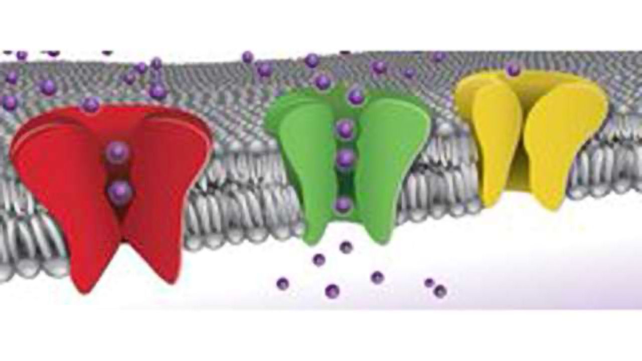 Metrion Biosciences Acquires Rights to Small Molecule Potassium Channel Inhibitors