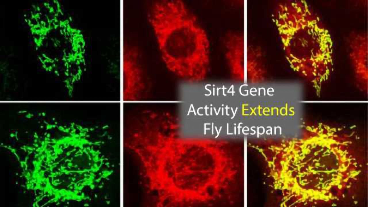 Sirt4 Gene Able to Extend Healthy Fly Lifespan