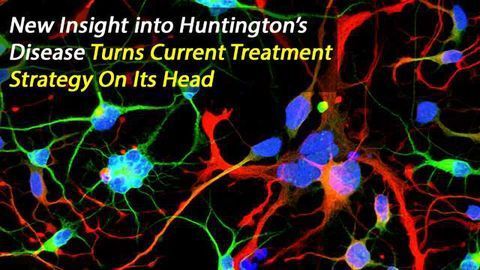 Early Origins of Huntington's Disease Research Reveals a Lack of HTT Activity and Multiple Nuclei in Neurons