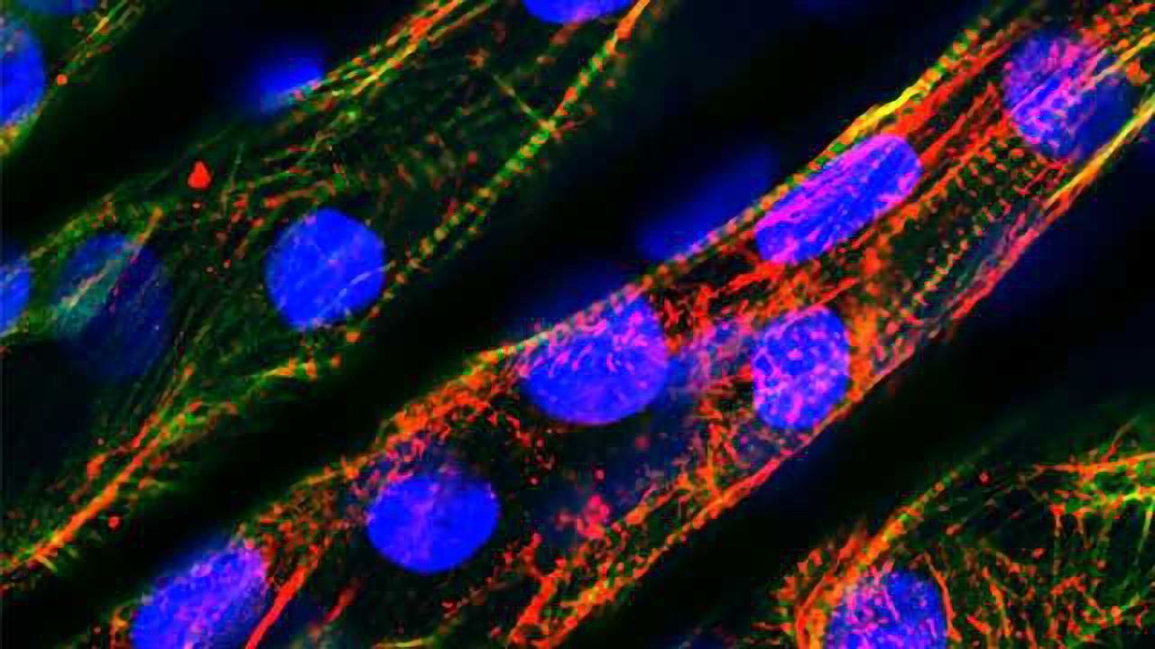 MicroTissue: Transforming Drug Discovery