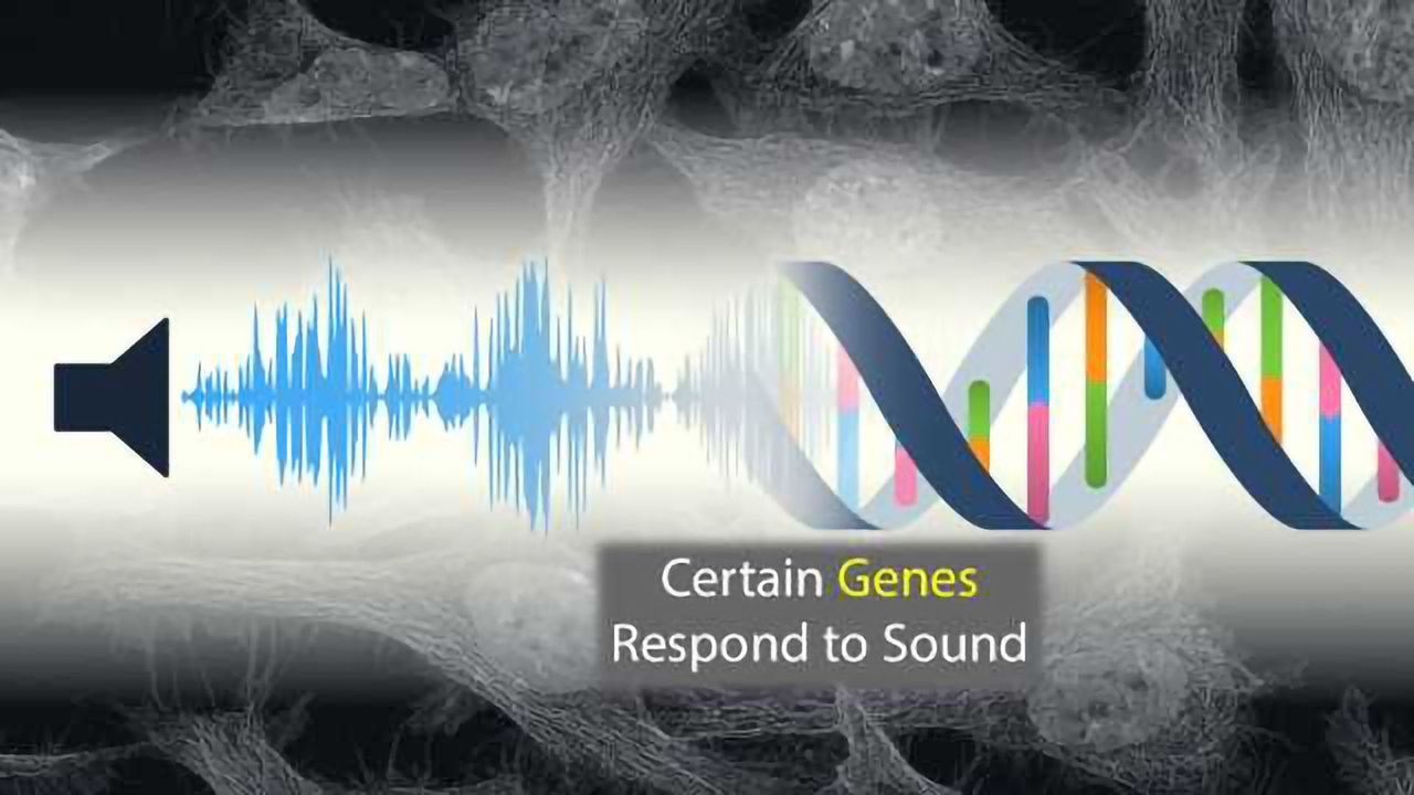 What's on Your DNA's Playlist? Certain Genes are Sensitive to Sound